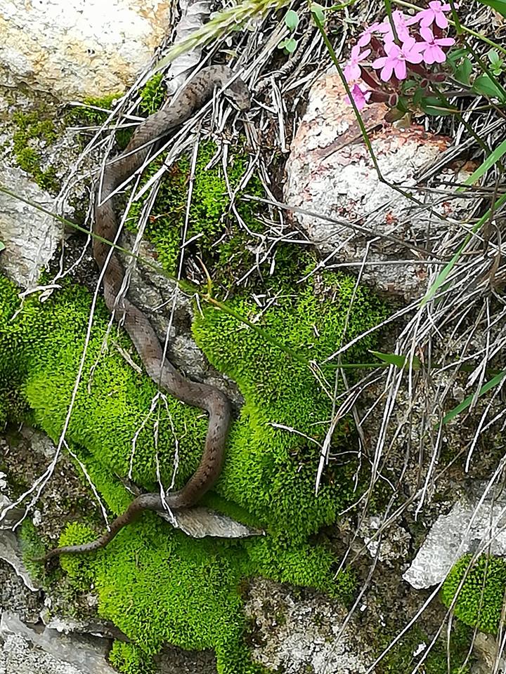 Coronella austriaca / Colubro liscio